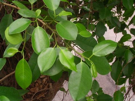 趨吉避凶植物|告別式避穢氣：抹草、榕樹葉、芙蓉葉的避邪功效與正。